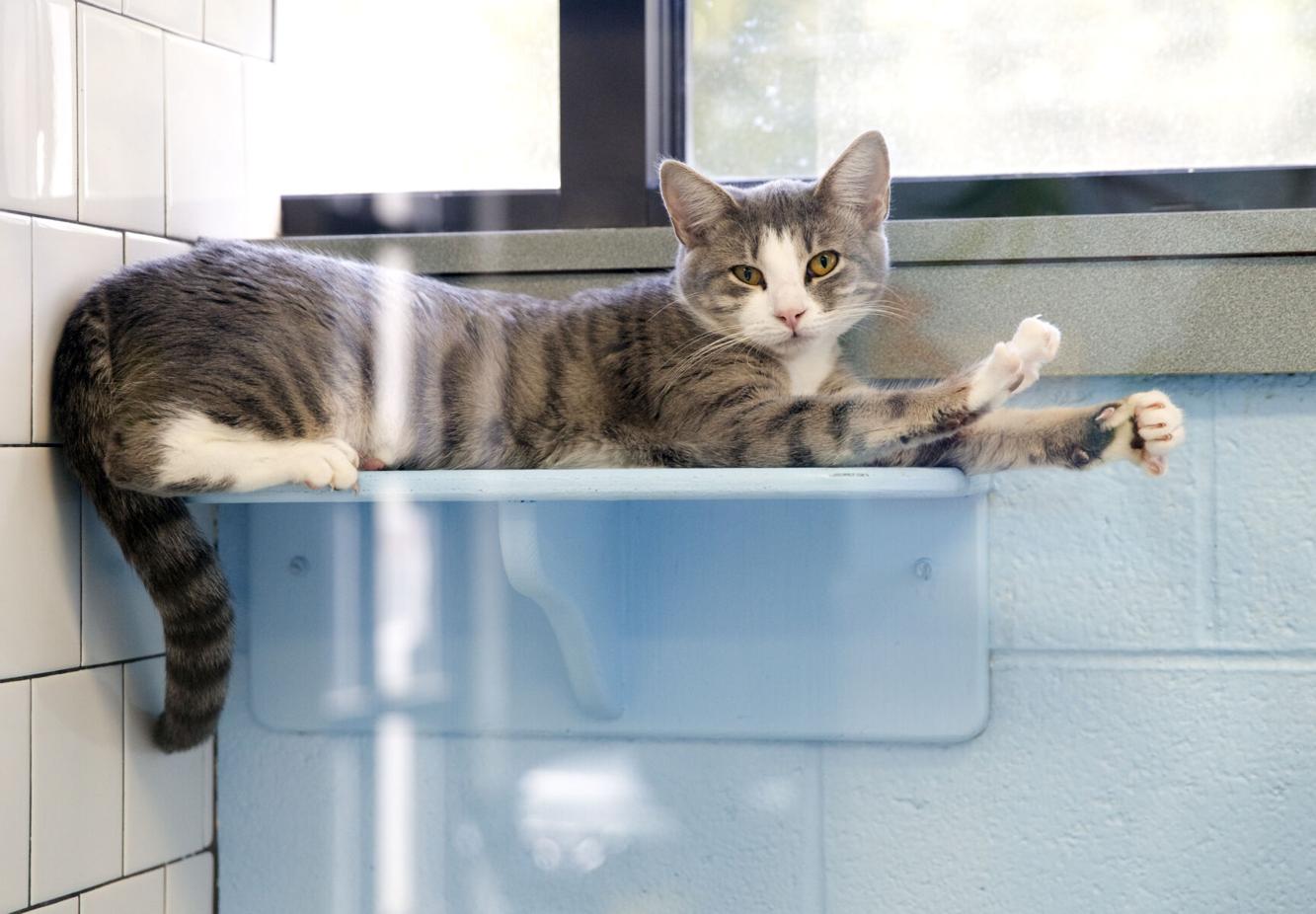 Photos Cats up for adoption at Roanoke shelter