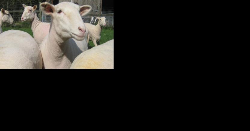 CASEY: A brave new world for Southwest Virginia agriculture? - Vimarsana News