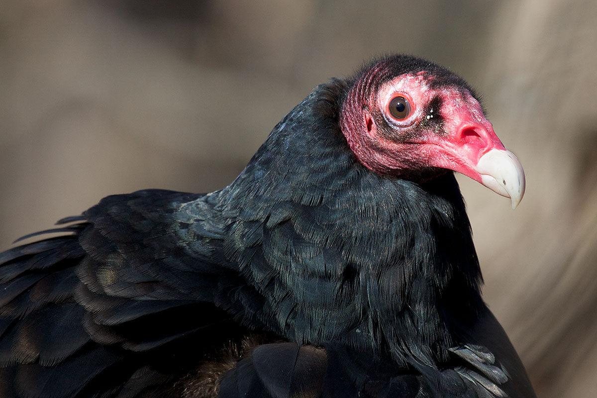 Turkey vultures Gallery