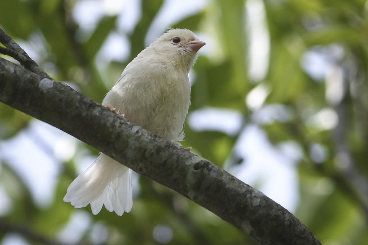 ms whitesongsparrow 062118 p04