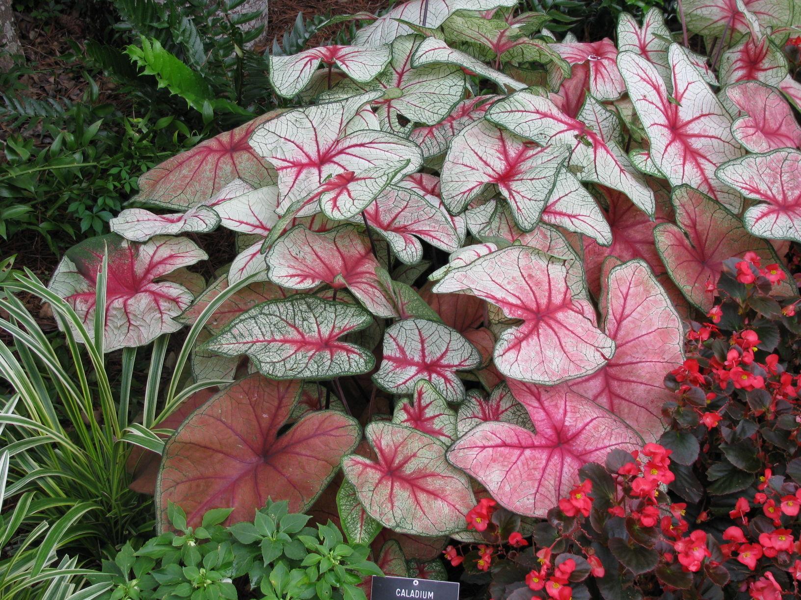 Caladiums Provide Foliage Color Too Archive Roanoke Com