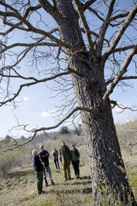 hr treefellinggal 041118 p07