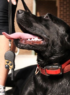 off leash k9 blacksburg