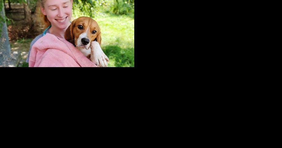 Fredericksburg SPCA brings in 35 beagles from Envigo facility - Vimarsana News