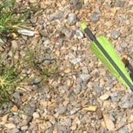 Cat Shot With Arrow Roanoke County Police Say Crime Courts