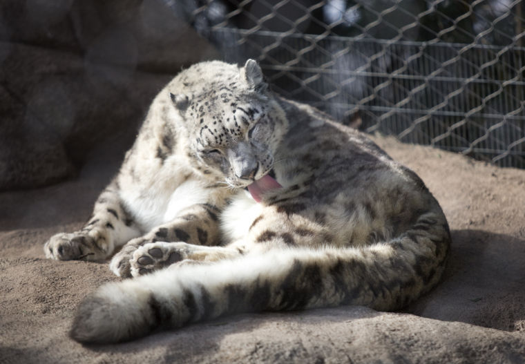 Mill Mountain Zoo reaches goal to receive 100,000 gift Entertainment