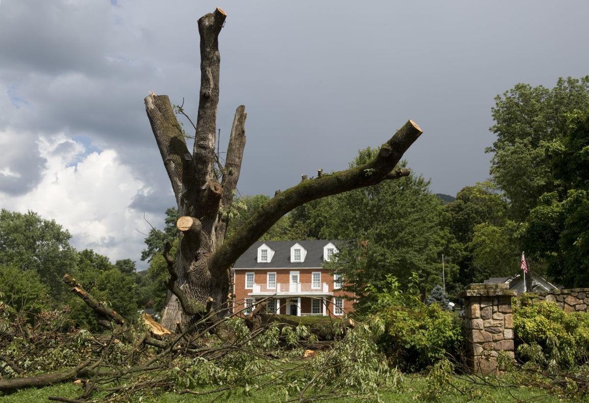 Photos Saying goodbye to one of the biggest white ash trees in Virginia