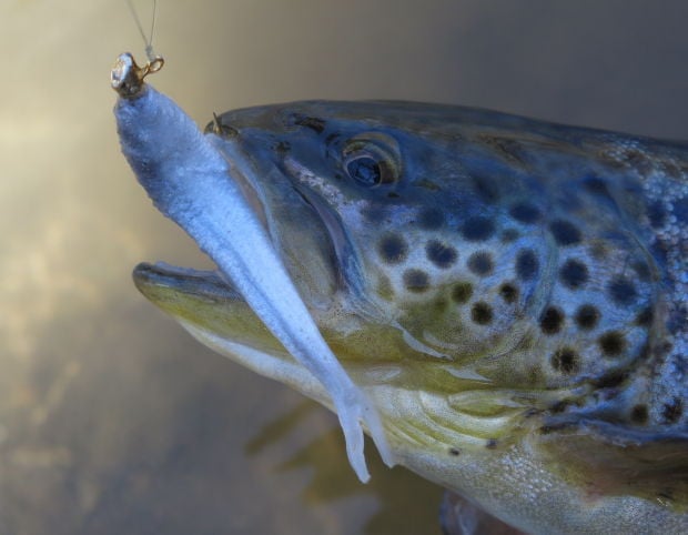 Bio baits have fish-fooling power