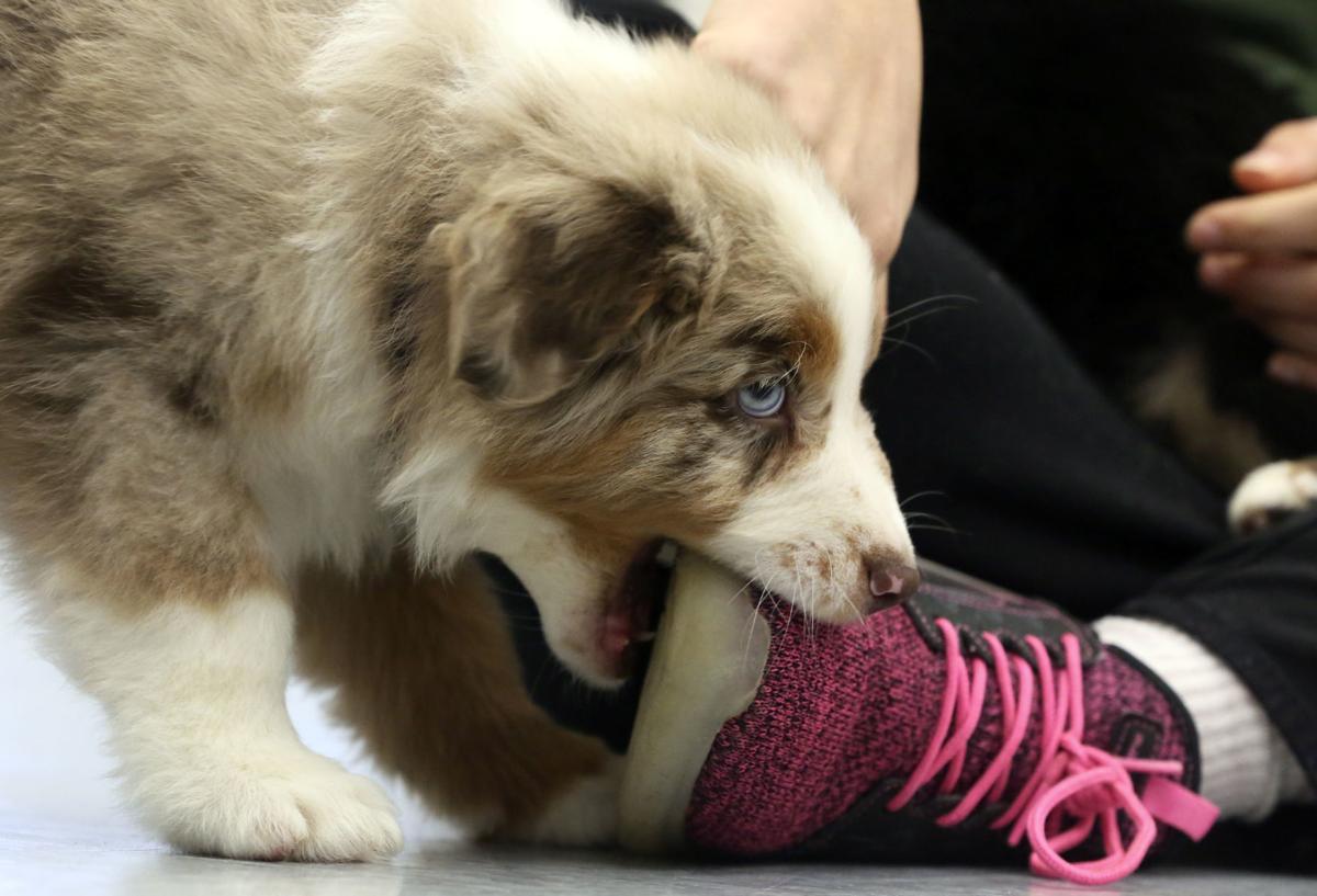 Pilates Offer A Pup Up Local News Roanoke Com