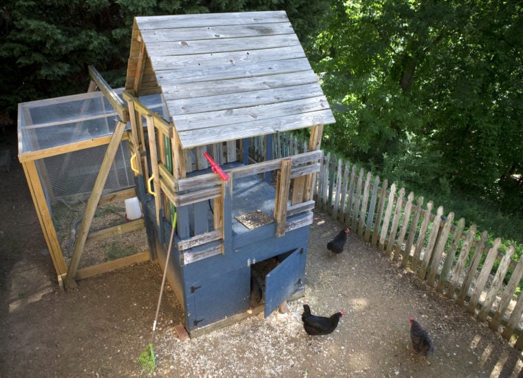 Cock A Doodle Cool Folks Flock To Chicken Keeping In Sw Virginia