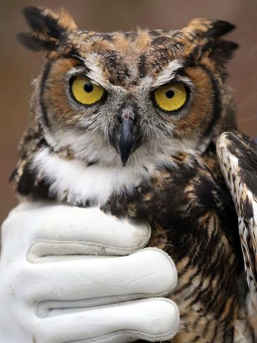 110620-roa-va-owlrelease-036