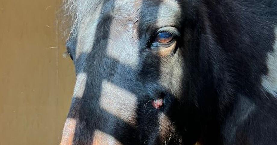 Two arrested and charged in shooting of horse - Vimarsana News