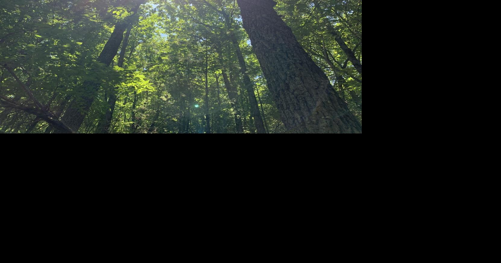 Feedback sought on Roanoke Climate Action Plan