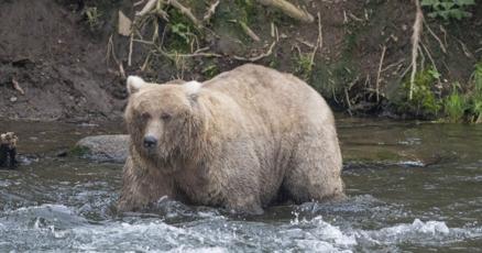 Champion of Chonk Grazer easily wins popular Fat Bear Contest at Alaska national park Champion of Chonk Grazer easily wins popular Fat Bear Contest at Alaska national park