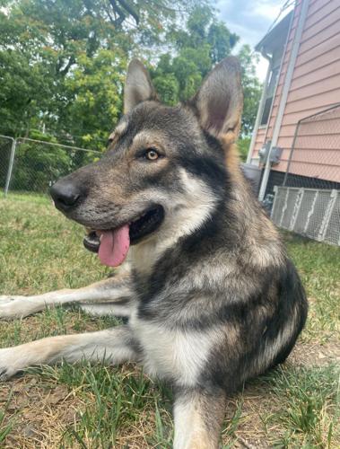 Khaos the wolf-dog