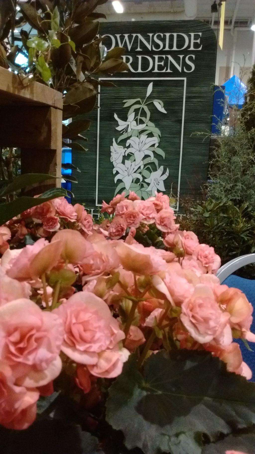 Fanatical Botanical Bring Begonias Indoors For Winter Beauty