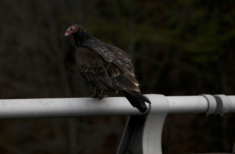 turkey vultures photo roanoke com 58e528ee2a26e image jpg