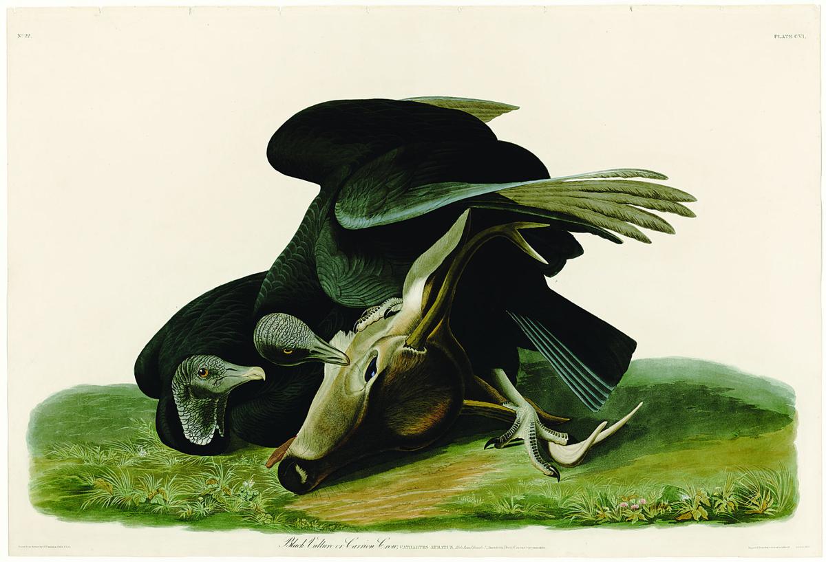 Black Vulture or Carrion Crow