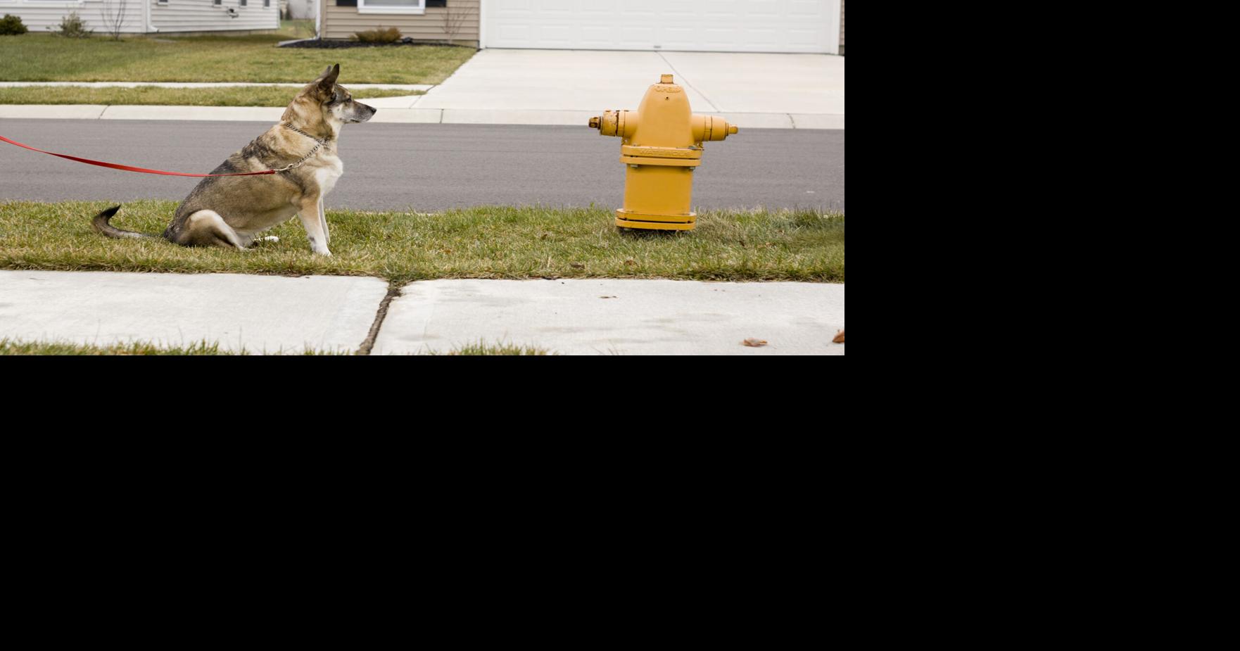 My Pet World Anything you can do when a dog pees in the same spot