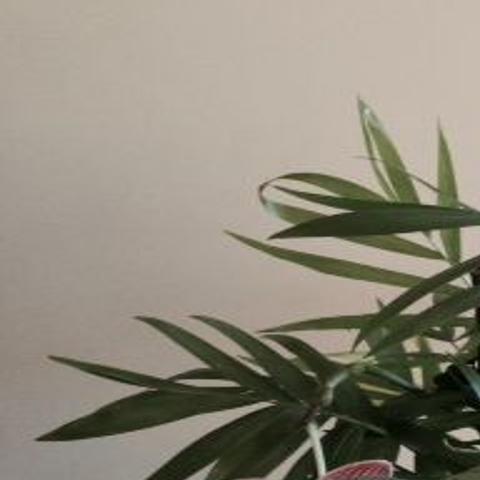 Orchid Rebloom Achieved Archive Roanoke Com