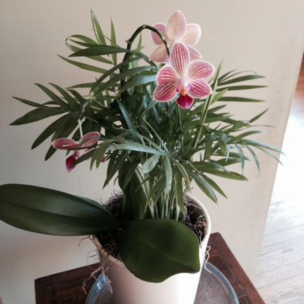 Orchid Rebloom Achieved Archive Roanoke Com