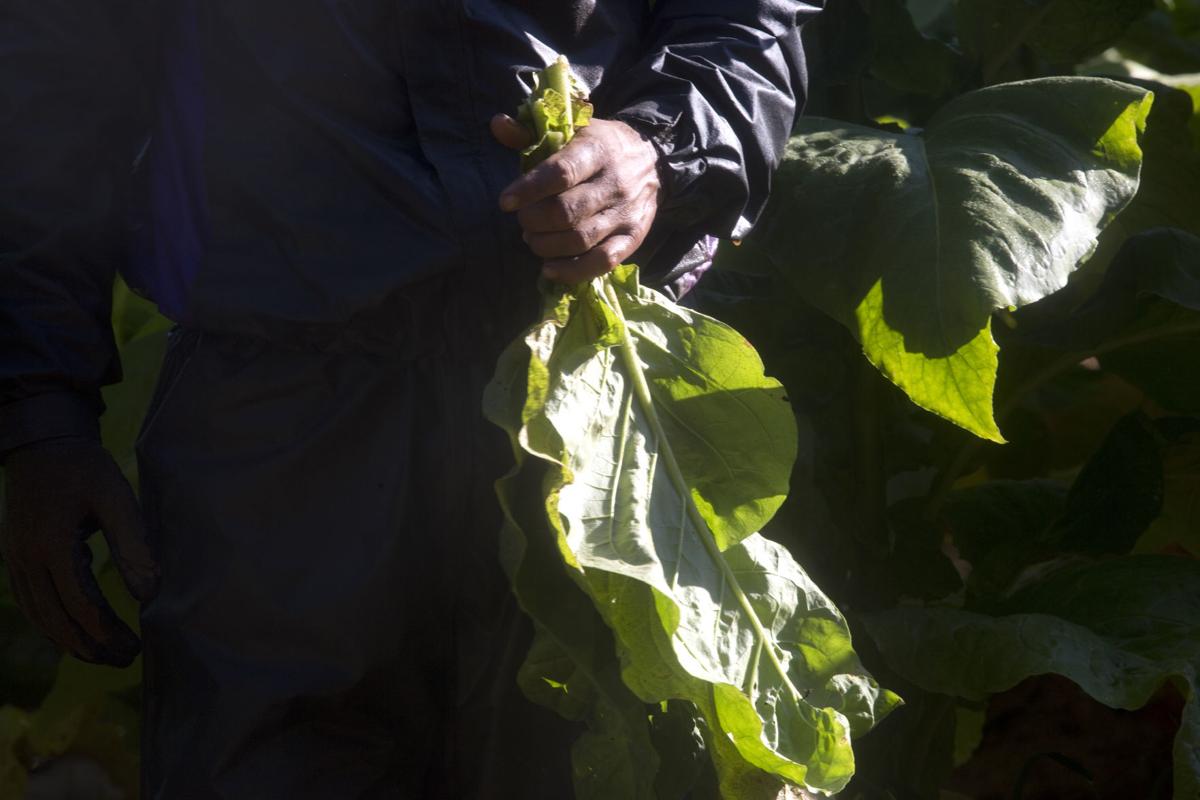 On Penhook Tobacco Farm One More Time To Plant One More - 