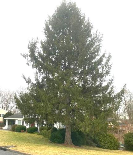 Tell the Difference Between Spruce and Pine Trees - Casey Trees
