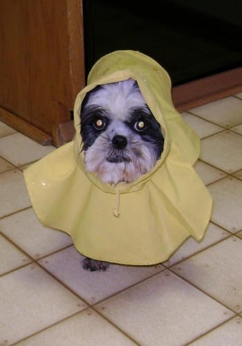 shih tzu raincoat