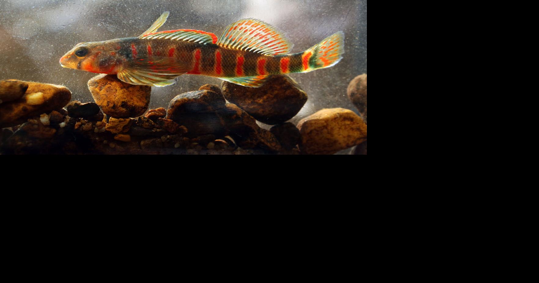 Candy darter fish gets critical habitat designation, but remains in the ...