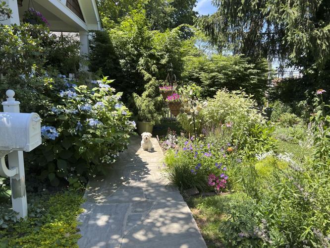 Gardening with Dogs