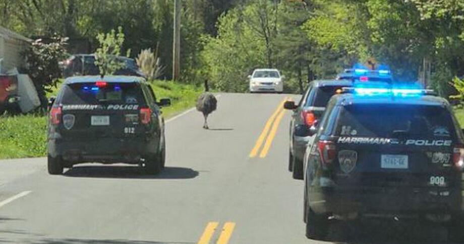 Spooked emu leaps over 7-foot fence. Watch Tennessee cops chase it through town - Vimarsana News