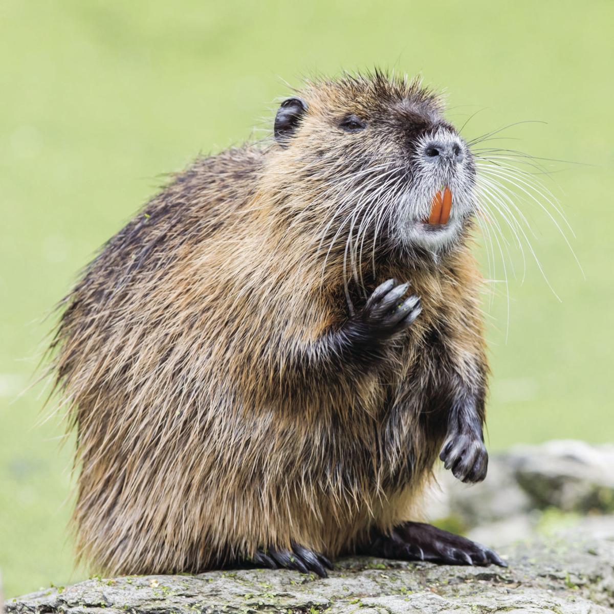 Image result for Beaver