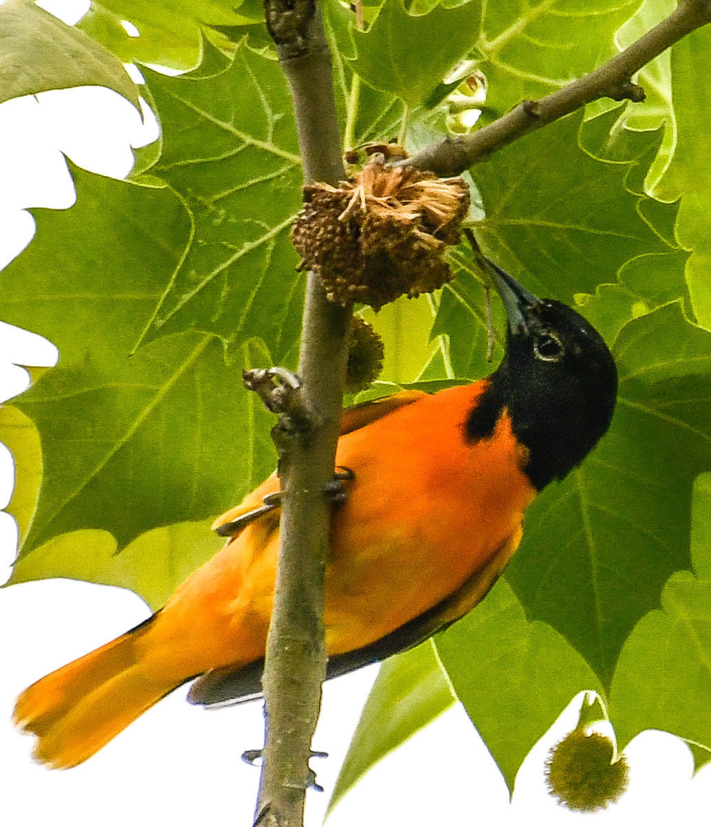Bird Populations Are Crashing But We Can Mitigate The Losses