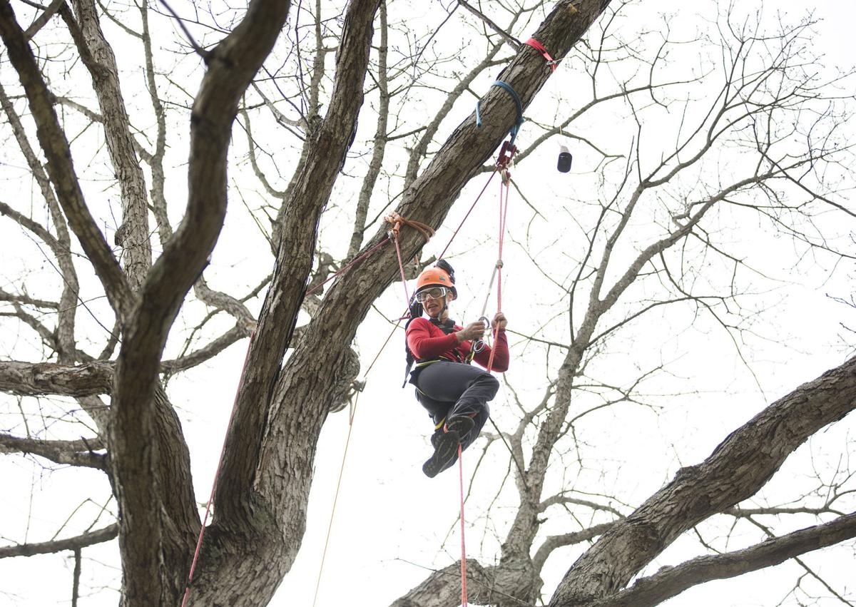 Tree Climbing Championship at Virginia Tech