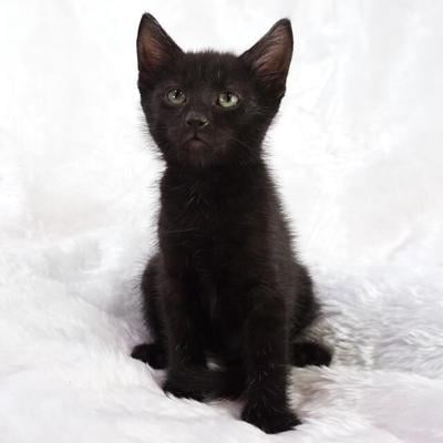 Elvis