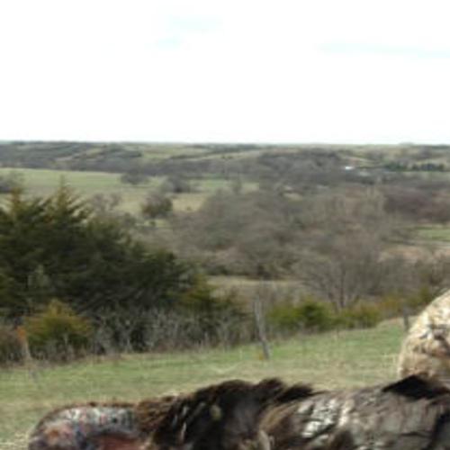 Fascination With Bearded Hens Leads To A Turkey Hunting Grand Slam Or Does It Sports Roanoke Com