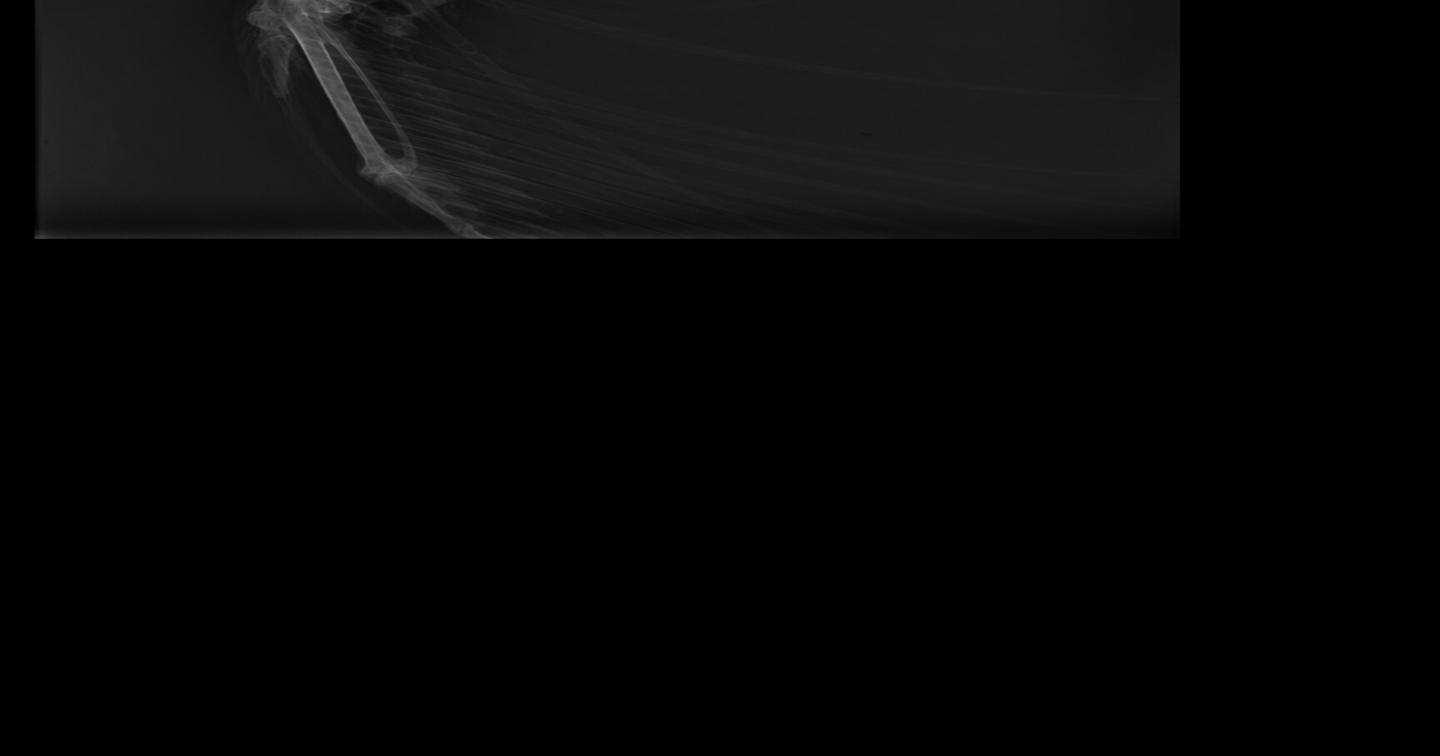 Bald eagle's injury