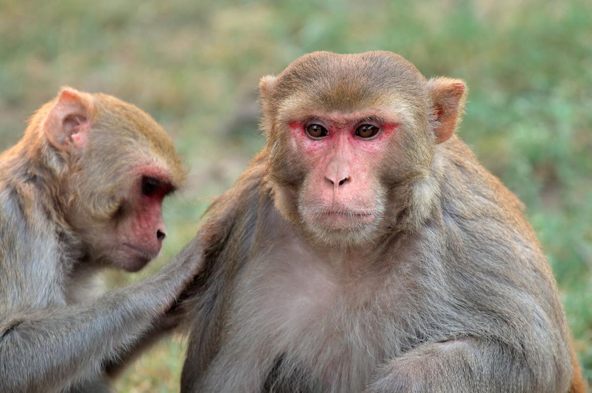 Scientists studying rhesus monkeys find surprising benefits to same-sex  relationships