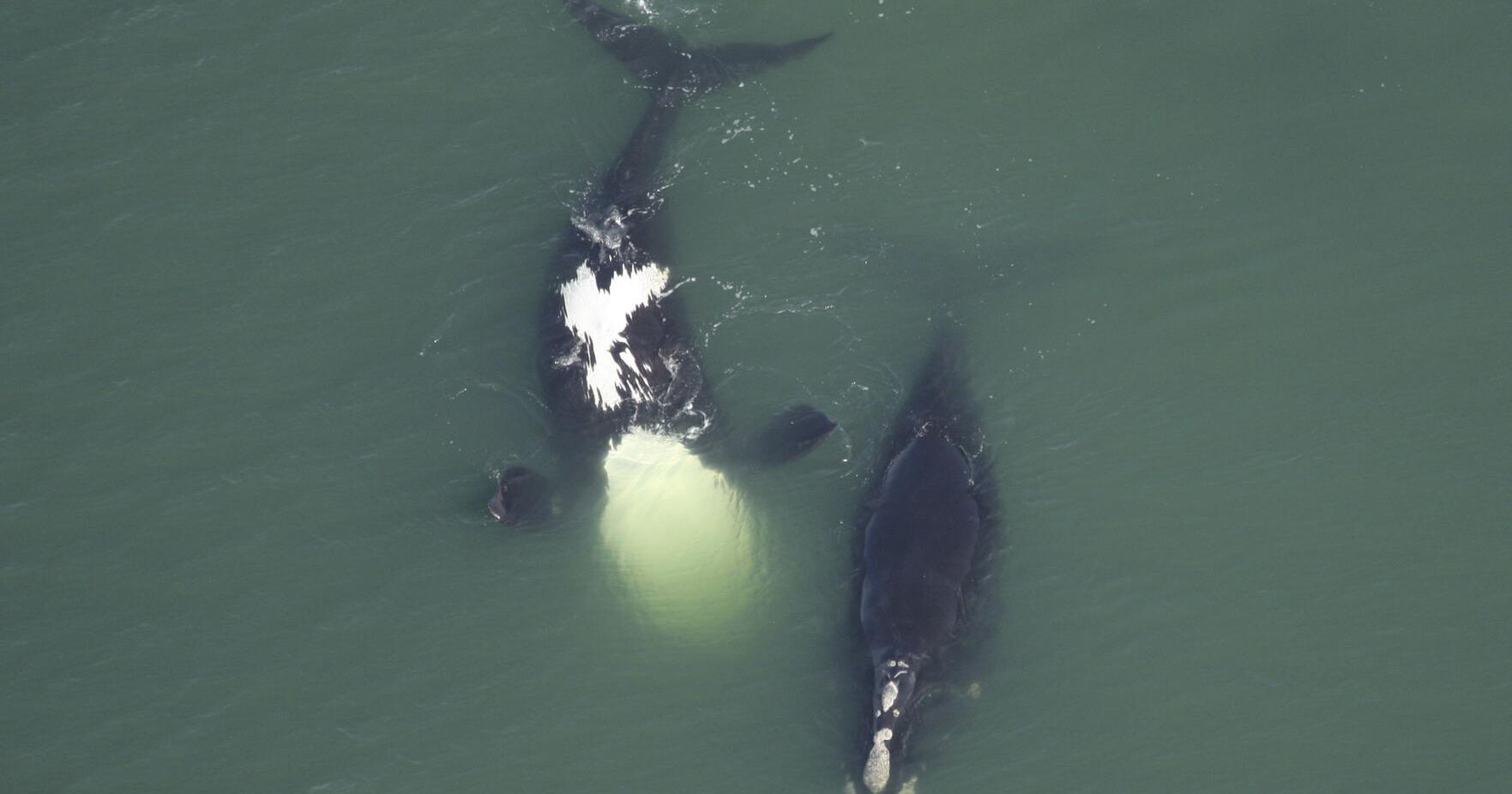 Acoustic buoy deploys off the Virginia coast to protect endangered whales - Vimarsana News