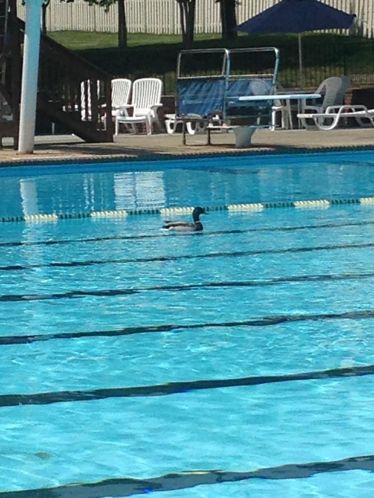 stonegate pools