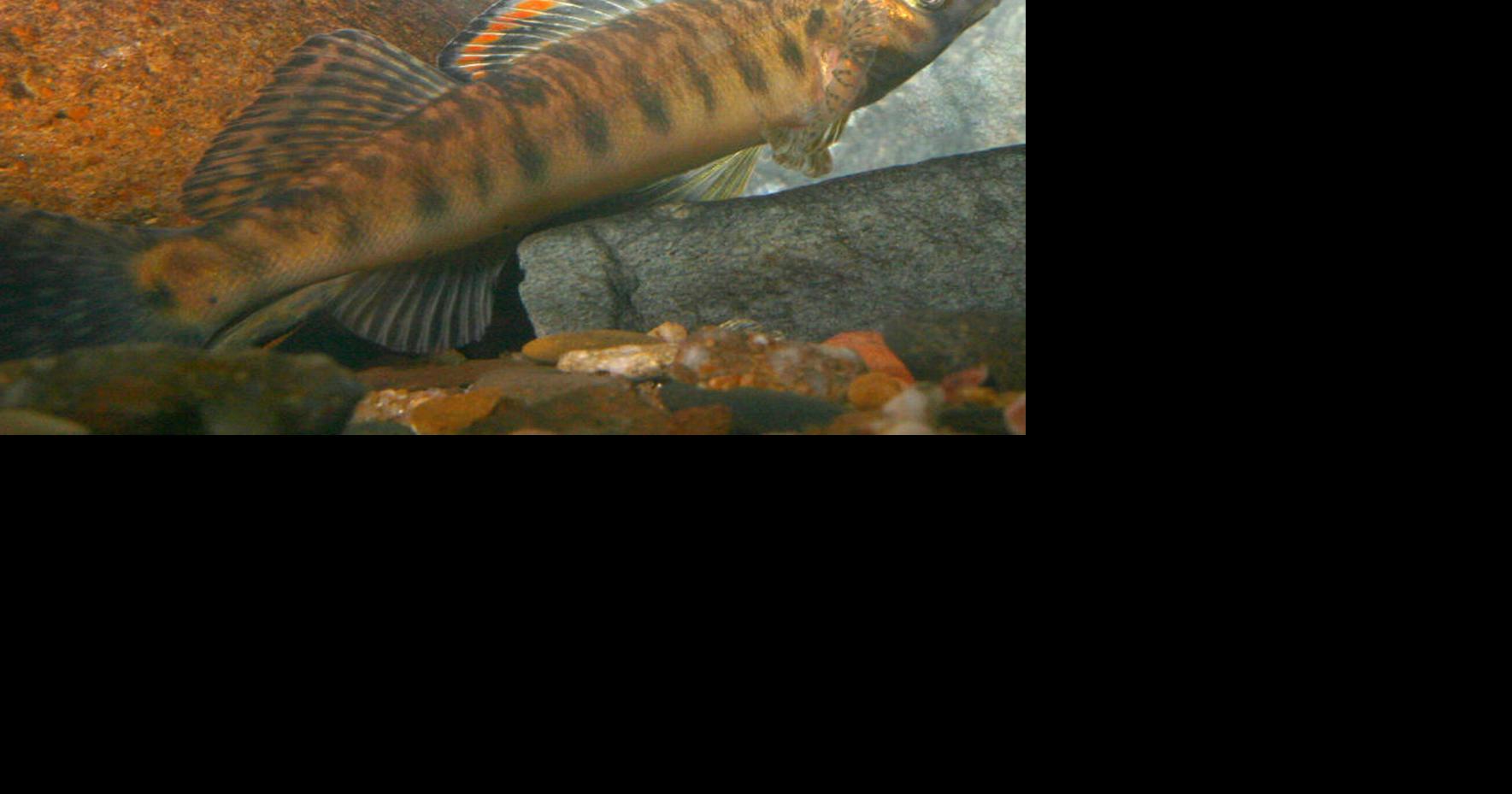 Roanoke logperch removed from endangered species list
