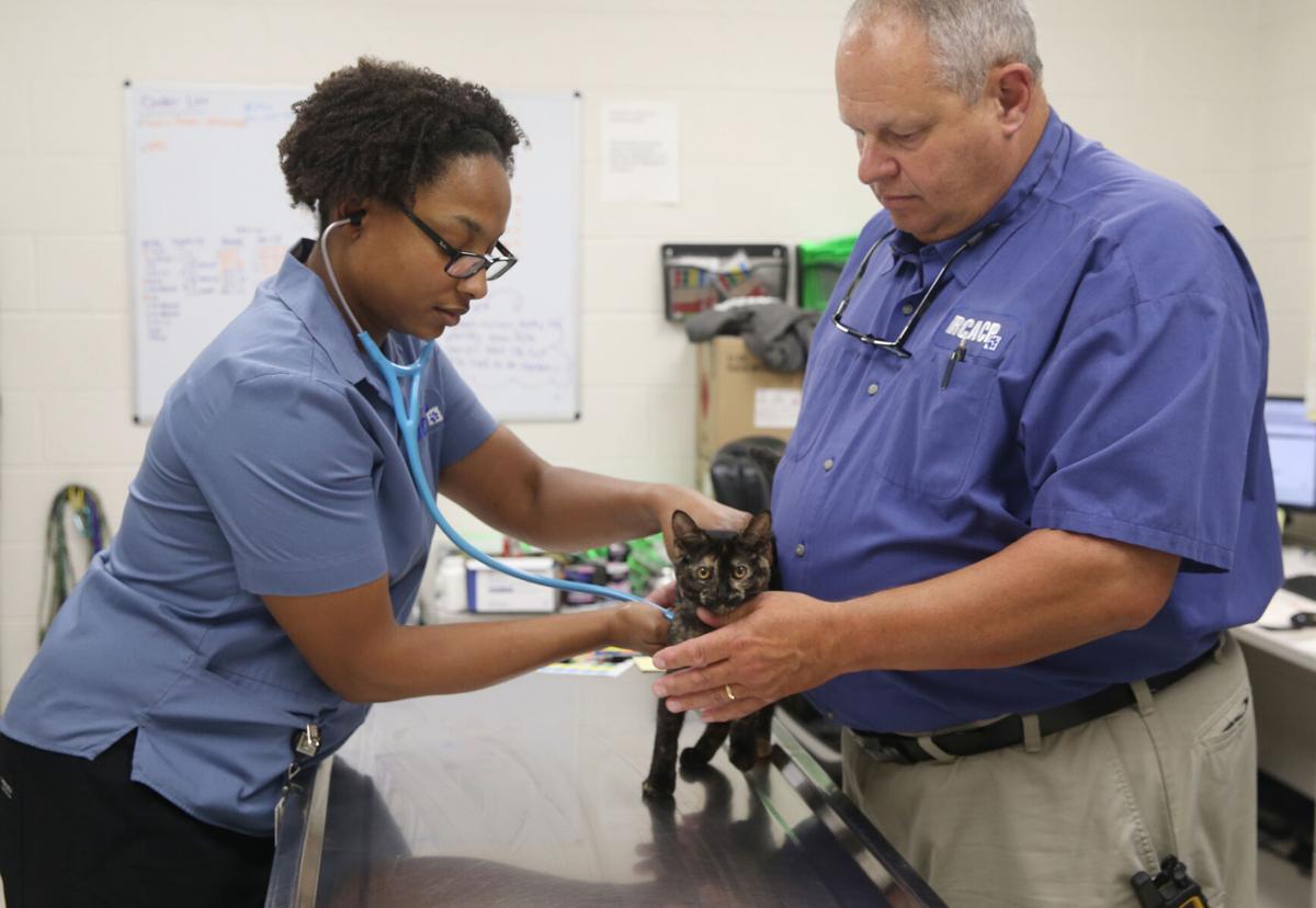Roanoke Valley S Animal Shelter Overstuffed With Pets Seeks Community Help Local News Roanoke Com