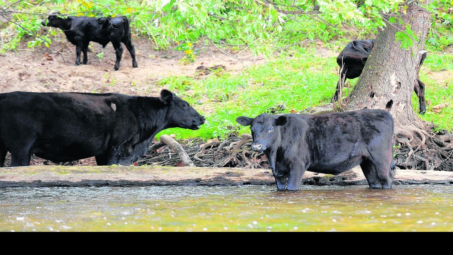 Lawsuit Challenges Cattle Practices In Effort To Save Chesapeake Bay Virginia Roanoke Com