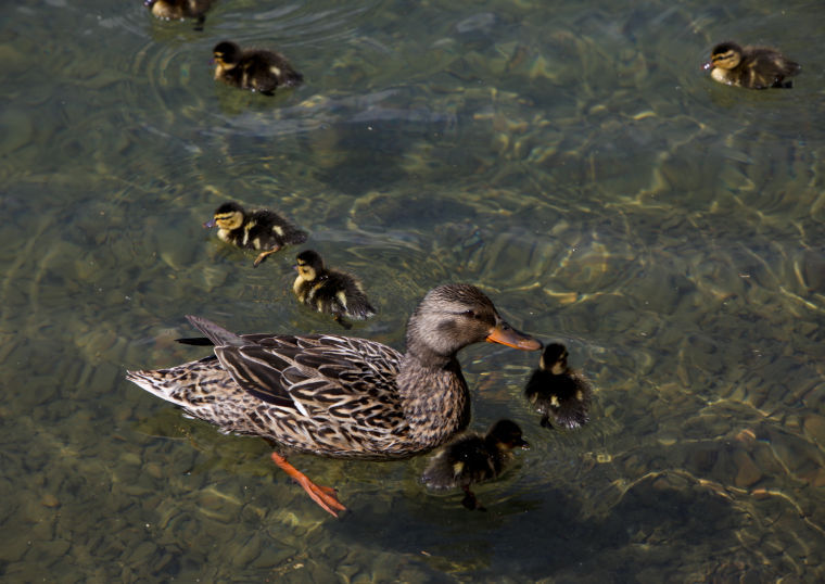 Salem's Lake Spring Park reopens Salem VA News