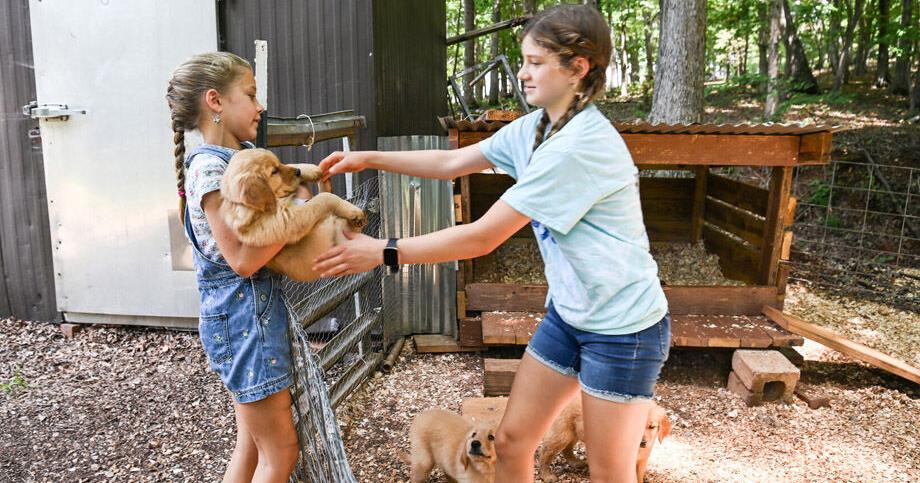 Bedford farm cultivates family, community, adorable puppies - Vimarsana News