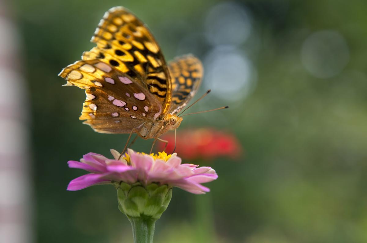 Photos Butterflies drink nectar in Penhook flower garden