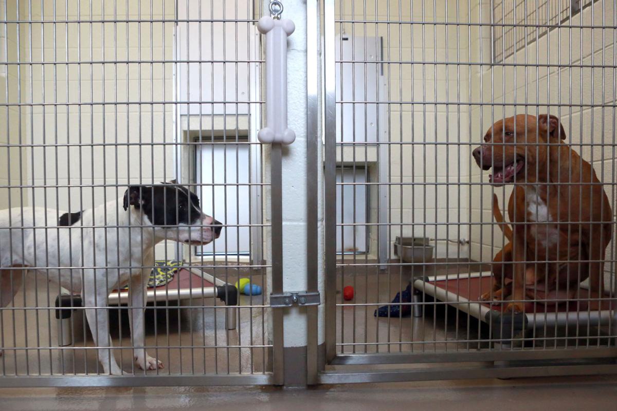 Montgomery County Animal Care and Adoption Center Photo