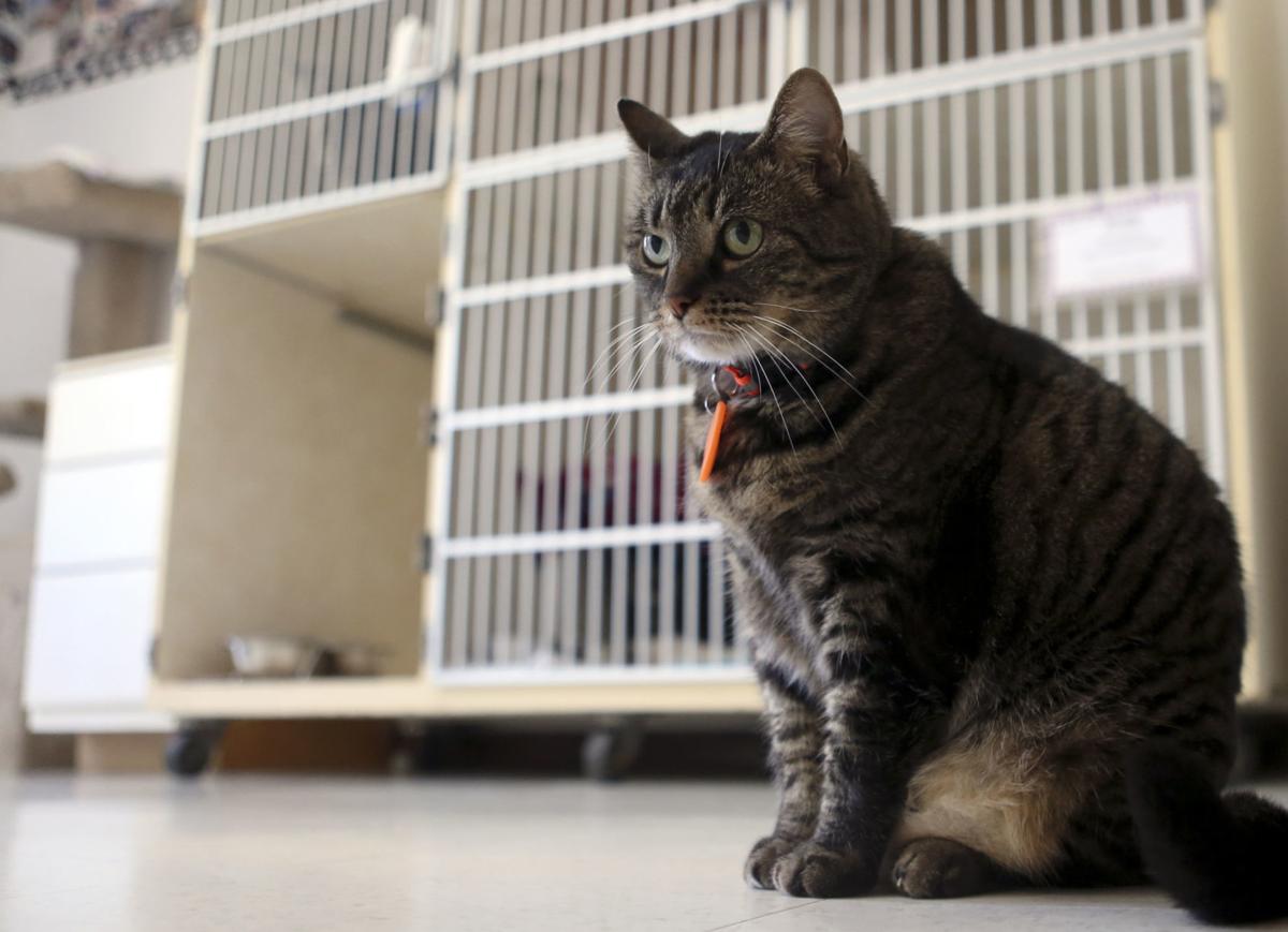 Christiansburg Shelter Going To The Cats New River Valley