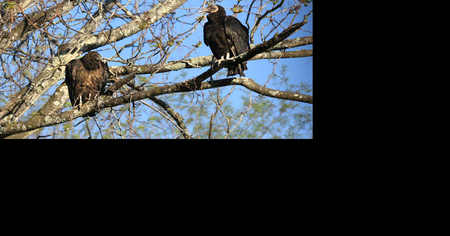Dead vultures in Rocky Mount creek prompt investigation