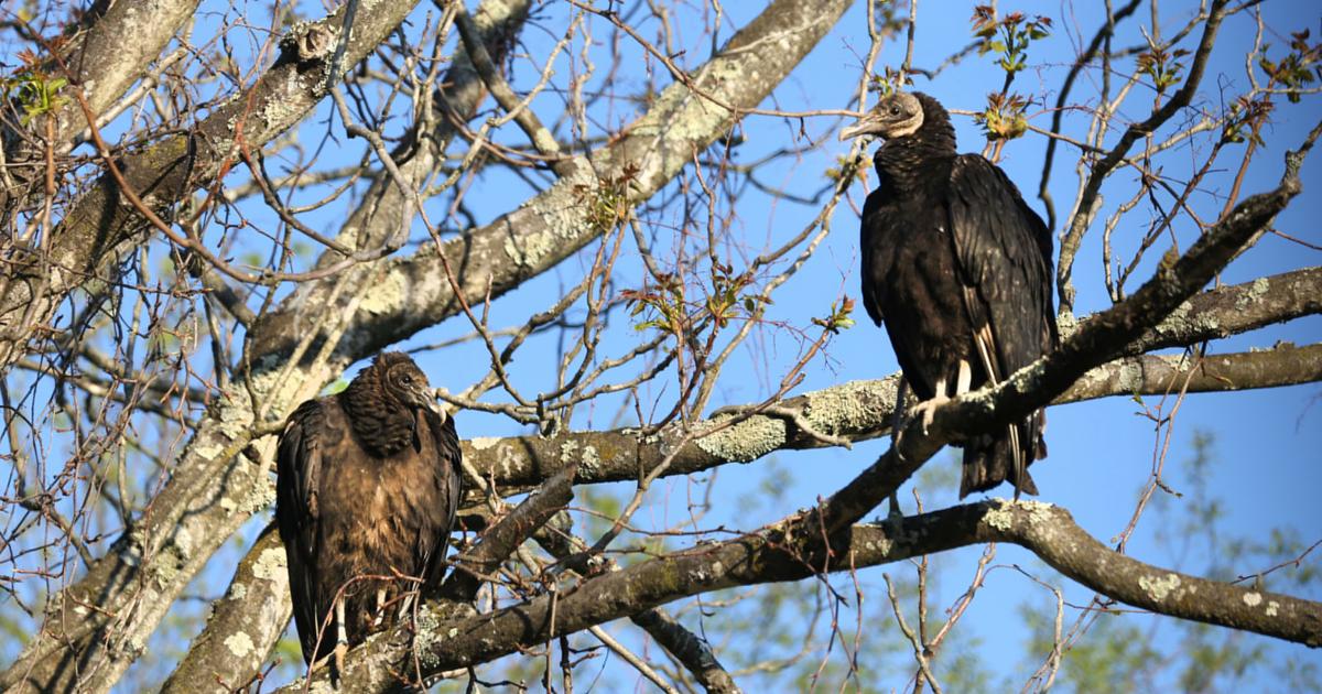 Dead vultures in Rocky Mount creek prompt investigation